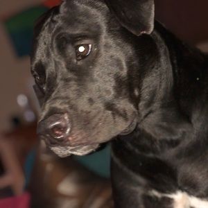 Meet your Posher, Janie